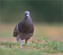<p>HOLUB DOMÁCÍ (Columba livia f. domestica) /Domestic pigeon - Stadttaube/</p>
